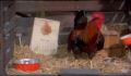 dr dolittle 3-avi_497.jpg
